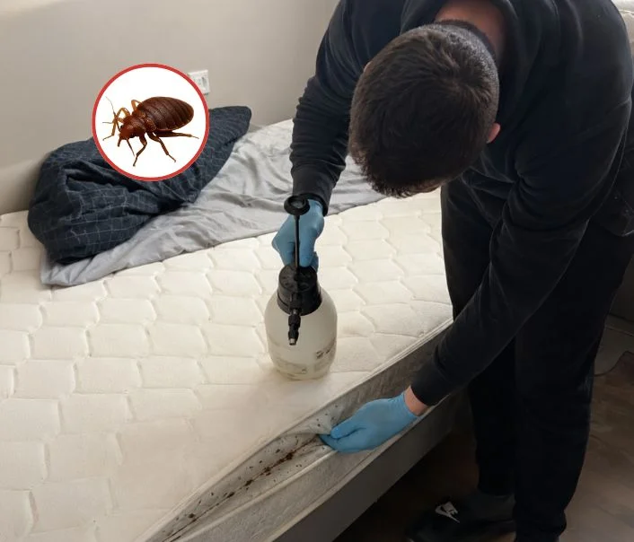 Technicien traitant un matelas contre les punaises de lit à Brétigny-sur-Orge